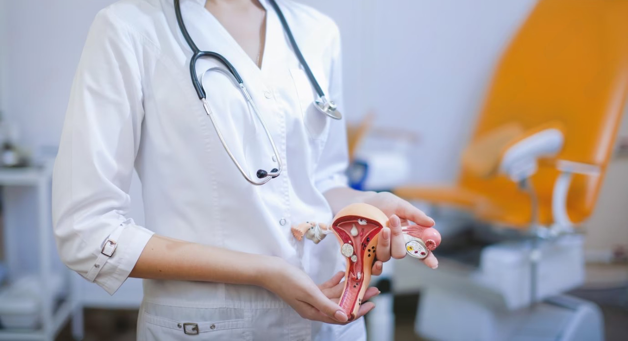 Врач держит в руках макет матки